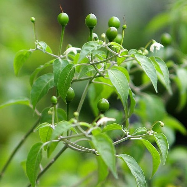 Tepin_Chiltepin_Chili_Samen_1.jpg