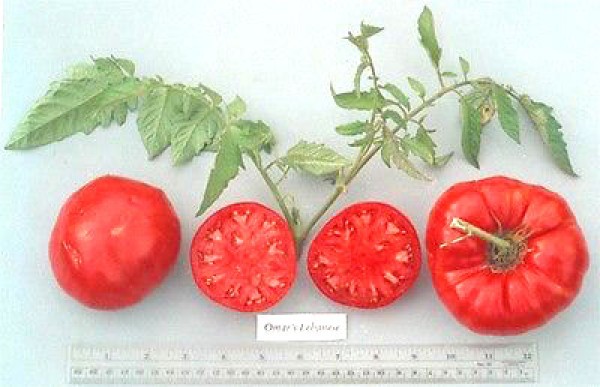 Omars Lebanese Tomato Seeds