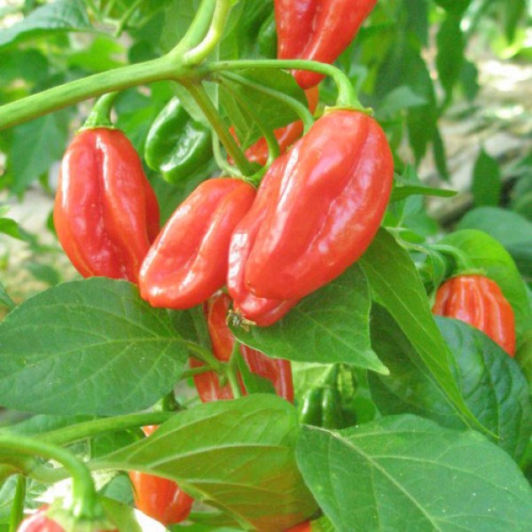 Thunderstruck Chili Seeds