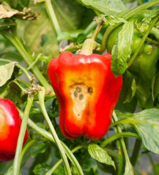 Chili Pepper Diseases