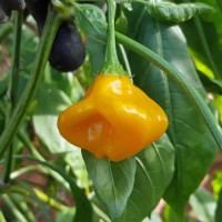 Brazilian_Starfish_Yellow_Chili_Samen_1.jpg Brazilian_Starfish_Yellow_Chili_Samen_1.jpg