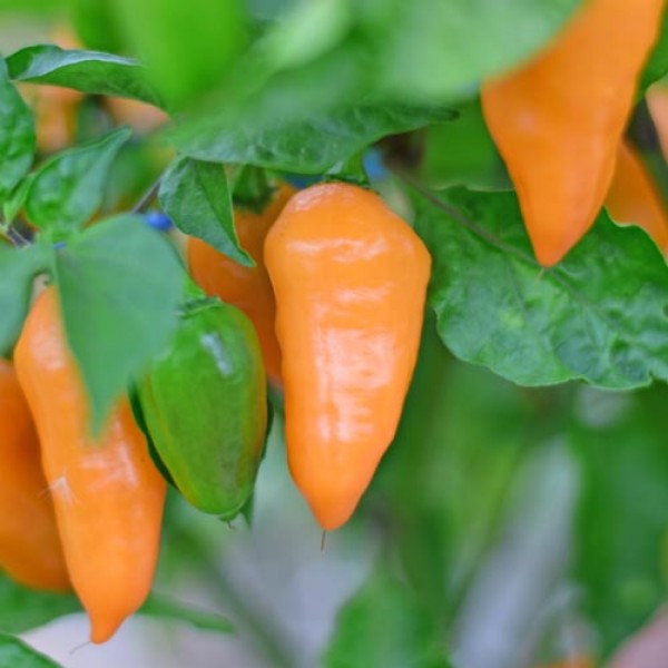 Organic Hexennase Peach Chili Seeds
