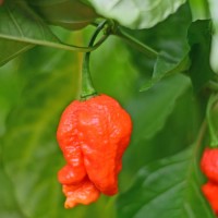 Apocalypse_Red_Chili_Samen_1.jpg Apocalypse_Red_Chili_Samen_1.jpg