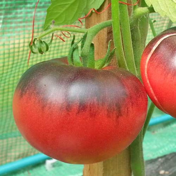 Indigo_Blue_Beauty_Tomaten_Samen_1.jpg