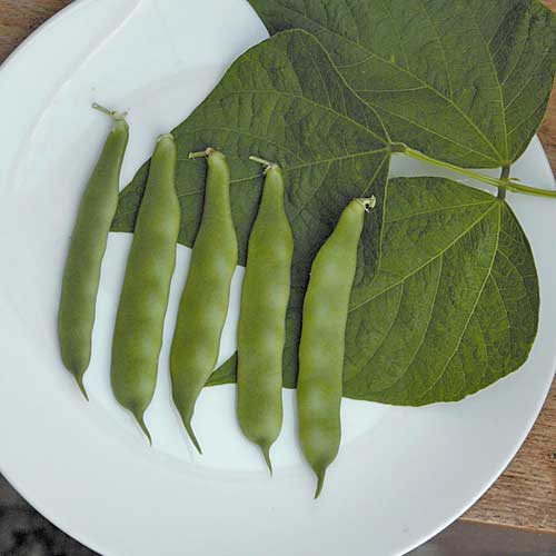 Pea Pea Bean Seeds buy online at