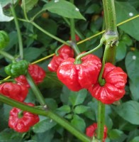Foodorama_Scotch_Bonnet_Red_Chili_Samen_1.jpg Foodorama_Scotch_Bonnet_Red_Chili_Samen_1.jpg