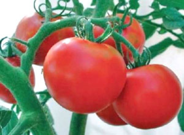 Rutgers tomato seeds