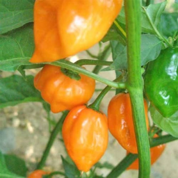 BIO_Scotch_Bonnet_Orange_Chilis_frisch_1kg_01.jpg