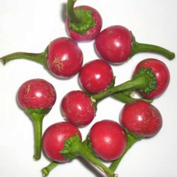 Organic Hot Cherrybomb Chili Seeds