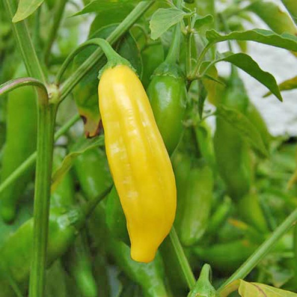 Organic Lemon Drop Chili Seeds 1000 Stk.