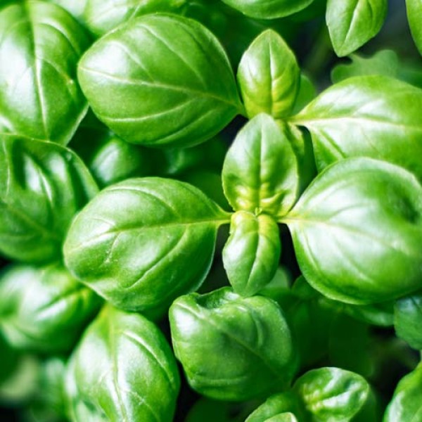 Growing basil from seeds