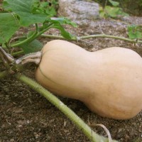 Kuerbis_Waltham_Butternut_Samen_1.jpg Kuerbis_Waltham_Butternut_Samen_1.jpg