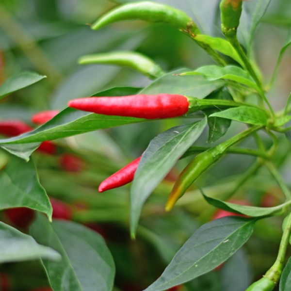 Organic Piri Piri Chili Seeds 1000 Stk.