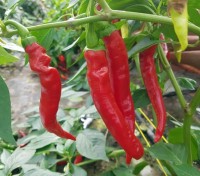 Organic Aci Biber Chili Seeds Organic Aci Biber Chili Seeds