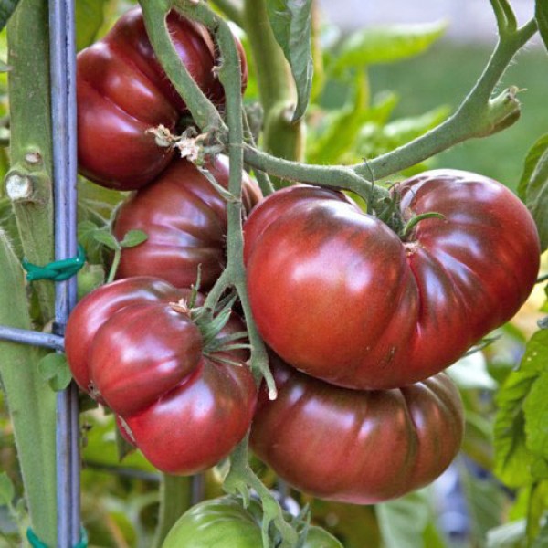 Black Krim Tomato Seeds