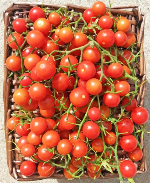 Drops Tomato Seeds