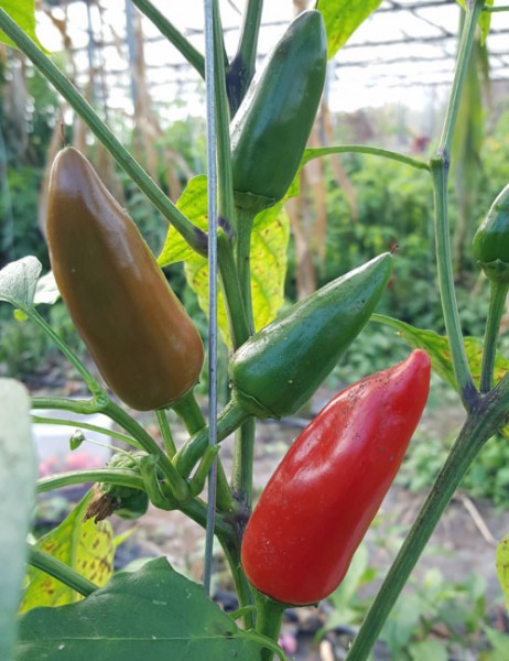 Firecracker Long Chili Seeds