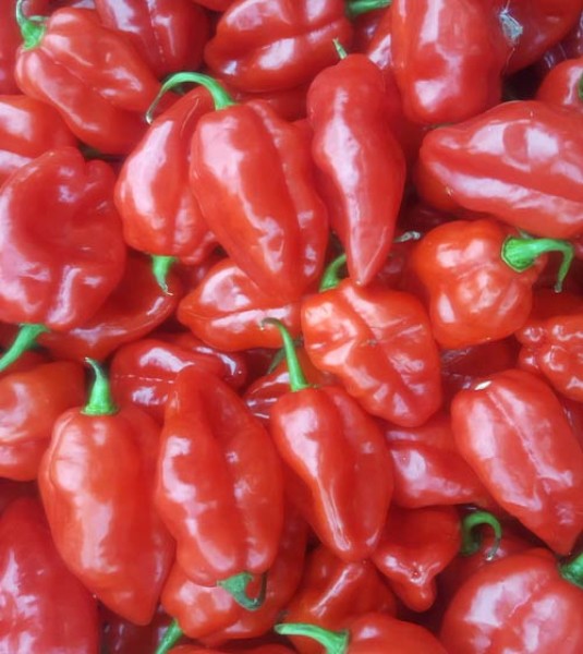 Habanada_Red_Chili_Samen_1.jpg