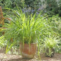 Zitronengras_Samen_1.jpg Zitronengras_Samen_1.jpg