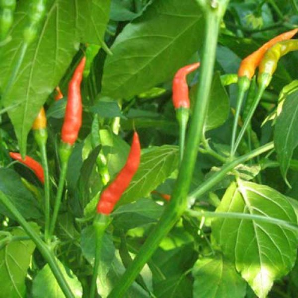 Thai_Burapa_Chili_Samen_1.jpg