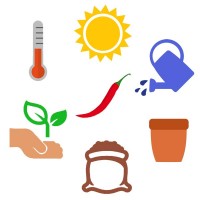 Crash Course Chilli Cultivation Crash Course Chilli Cultivation