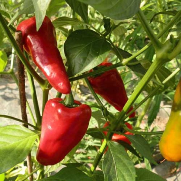 Organic Leutschauer Paprika Chili Seeds 1000 Stk.