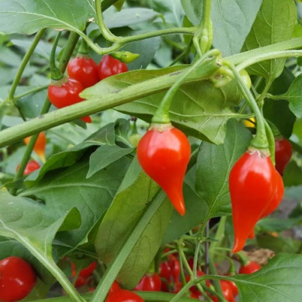 Order Chupetinho Chili Seeds online -