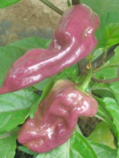 Bhut Jolokia Purple Chili Seeds