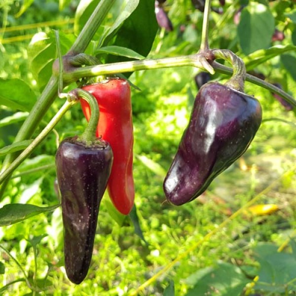 Serrano Purple Chili Seeds