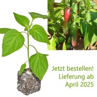 BIO_Jalapeno_Big_Chili-Pflanze_01.jpg BIO_Jalapeno_Big_Chili-Pflanze_01.jpg