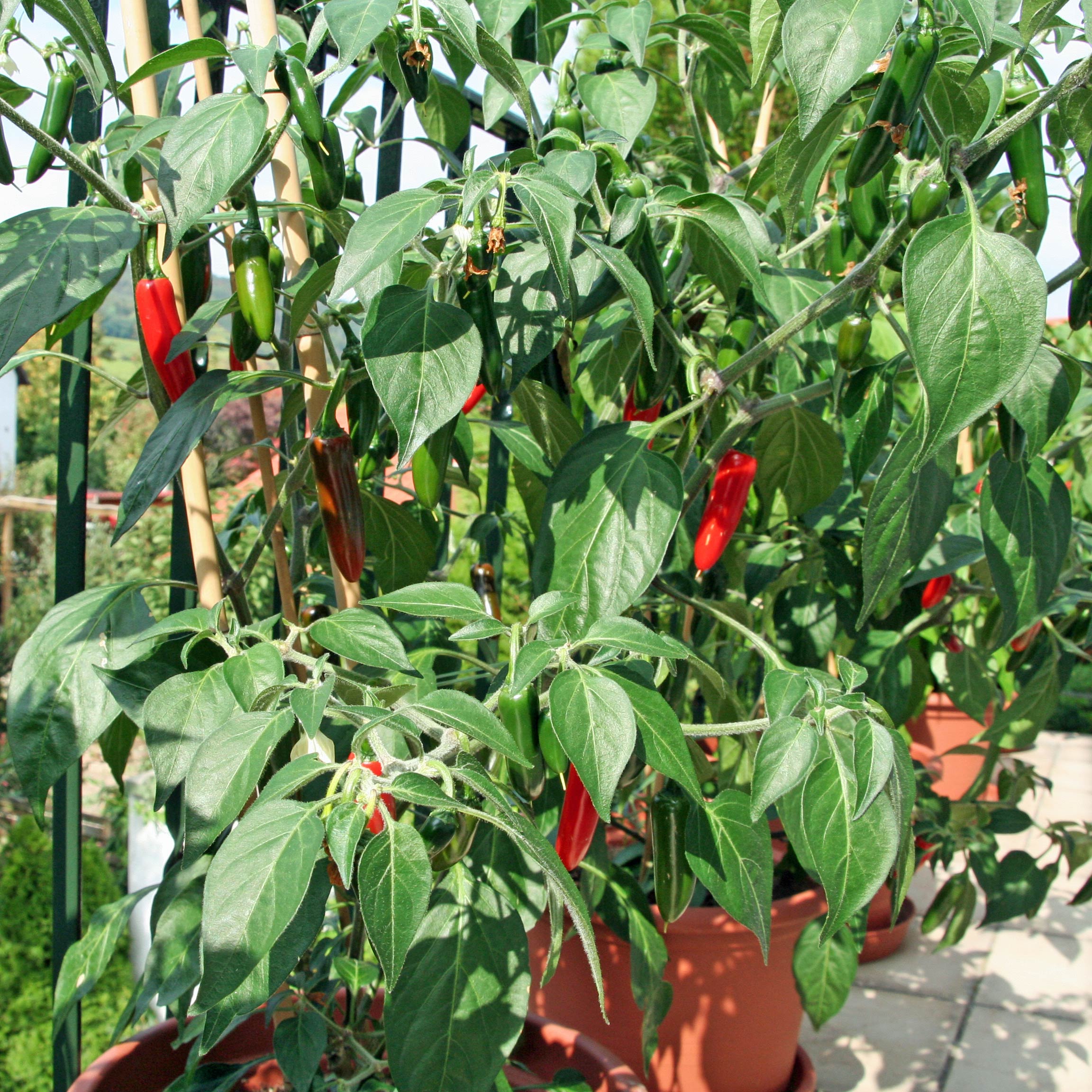 10 tips for healthy and prolific chilli pepper plants