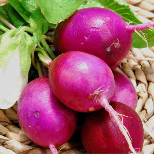 Radieschen_Purple_Plum_Samen_1.jpg