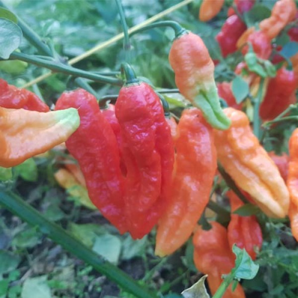 Naga Dorset Red Chili Seeds