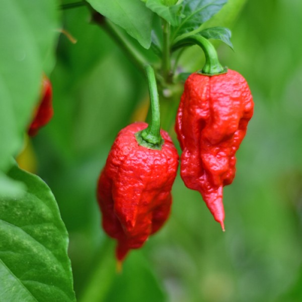 Big Bang Chocolate Chilli Seeds