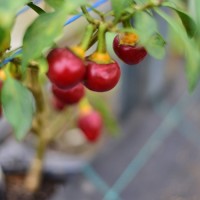 Preview: 140087_03.jpg Preview: 140087_03.jpg