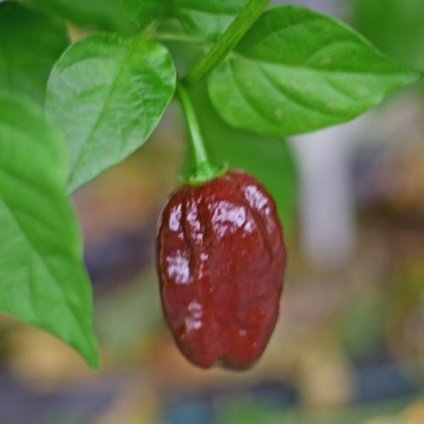 Organic Jamaican Hot Chocolate Chili Seeds