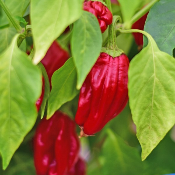 Urfa Biber Chili Seeds 1000 Stk.