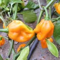 Habanero Big Sun Chili Seeds Habanero Big Sun Chili Seeds