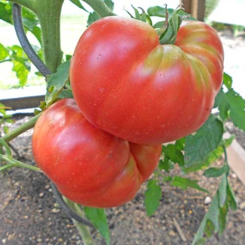 Pound Tomato Seeds