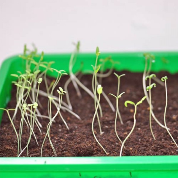 Threats to chilli seedlings