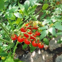 Super_Sweet_100_Tomaten_Samen_1.jpg Super_Sweet_100_Tomaten_Samen_1.jpg