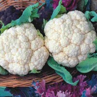 Blumenkohl_Snowball_Samen_1.jpg Blumenkohl_Snowball_Samen_1.jpg