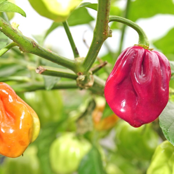 Habanero Purple Chili Seeds