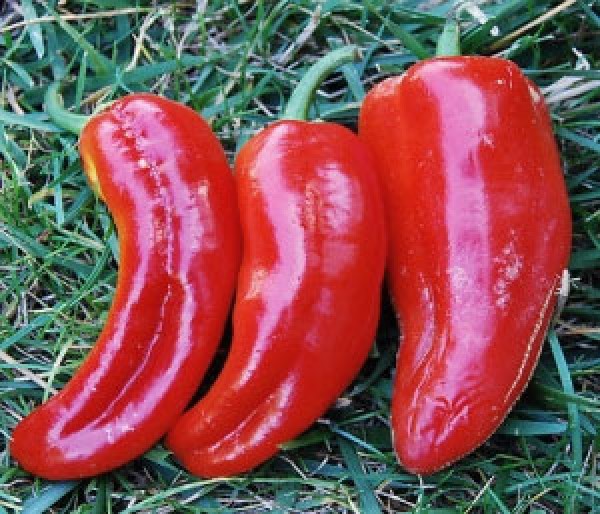 Marconi Red Chili Seeds