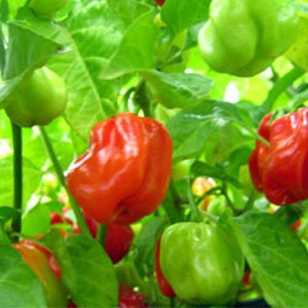 Habanero Guadara Chili Seeds