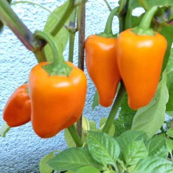 Orange Pepper Dwarf Chili Seeds