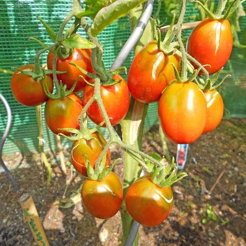 Black Plum Tomato Seeds