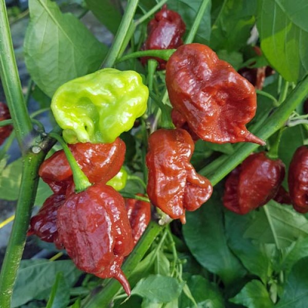 Organic Carolina Reaper Brown Chili Seeds 1000 Stk.