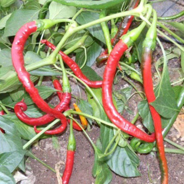 Cigaretta di Bergamo Chili Seeds