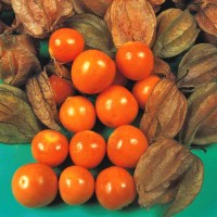 Physalis_Edulis_Samen_1.jpg Physalis_Edulis_Samen_1.jpg